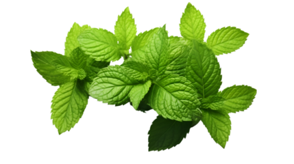 Mint leaves on transparent background