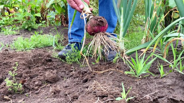 Mano de mujer irreconocible cosechando una cebolla paite&ntilde;a de su huerto org&aacute;nico 