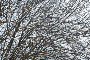 Crowns of snow-covered trees in the winter forest, bottom view. Snow winter landscape for poster, calendar, post, screensaver, wallpaper, postcard, card, banner, cover, website. High quality photo