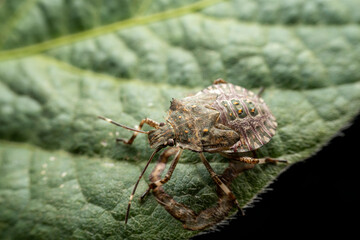 Stinkbug nymph in the wild state