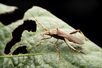 Riptortus pedestris in the wild state