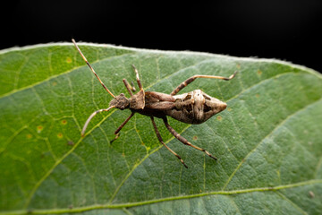Riptortus pedestris in the wild state