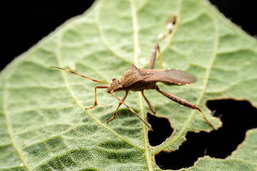 Riptortus pedestris in the wild state
