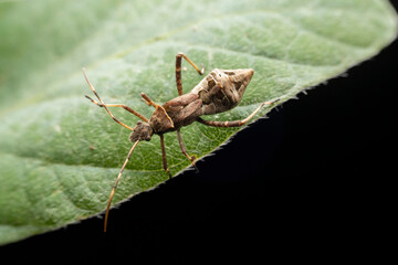 Riptortus pedestris in the wild state