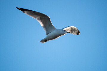 seagull in the sky
