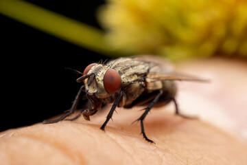Tachinid in the wild state