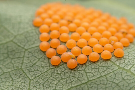 trichogramma crawling on insect eggs