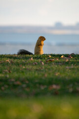 squirrel in the grass