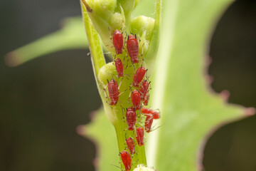 Red aphid in the wild state