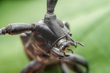 Citrus long-horned beetle in the wild state