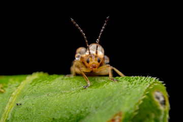 Leaf beetles covered in dewdrops forage on wild plants