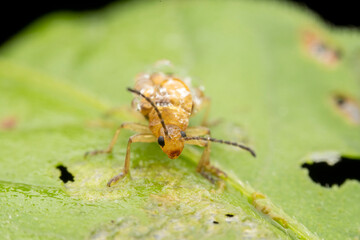 Leaf beetles covered in dewdrops forage on wild plants
