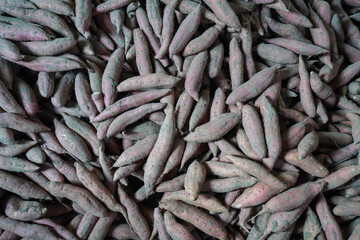 Piles of sweet potatoes are stored in a plantation warehouse in North China