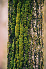 moss on tree