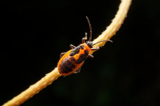 Tropidothorax elegans Distant in the wild state