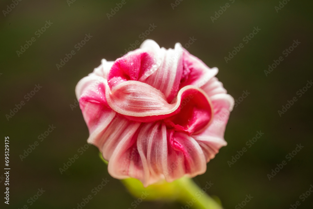 Sticker calystegia hederacea in the wild state