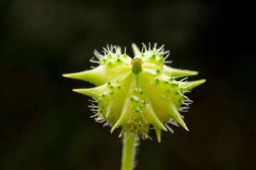 Tribulus fruit in the wild state