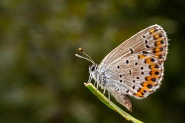 hairstreak in the wild state