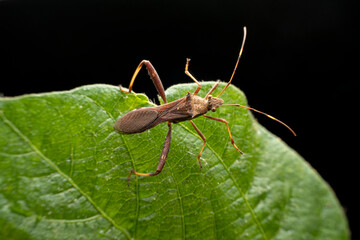 Riptortus pedestris in the wild state