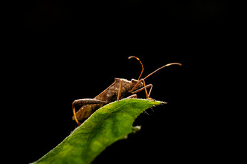Riptortus pedestris in the wild state