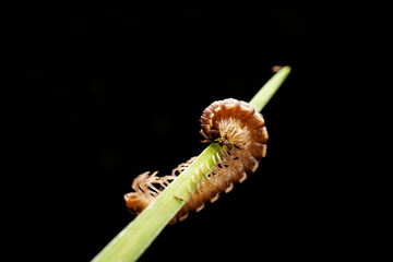 millipede in the wild state