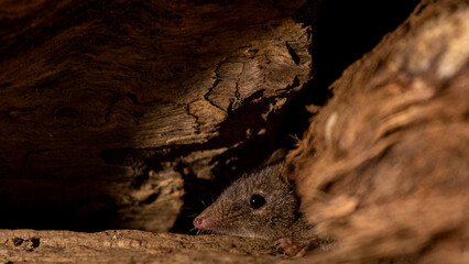 An Antechinus hiding amongst branches, close up of face.