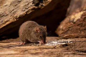 A wild Antechinus eating scraps on wood. Gembrook Victoria  - obrazy, fototapety, plakaty