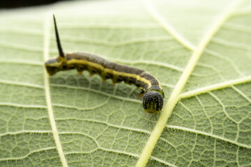 hornworms in the wild state