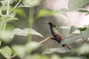 Charming hummingbird sitting on a branch