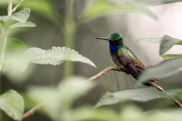 Charming hummingbird sitting on a branch