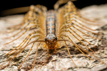 common house centipede in the wild state