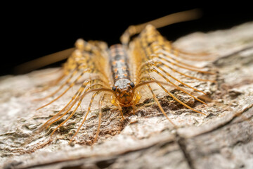 common house centipede in the wild state