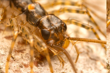 common house centipede in the wild state