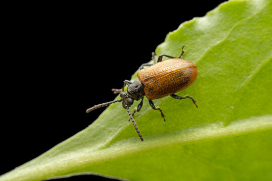 lema decempunctata gebler in the wild state