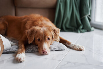 A calm Nova Scotia Duck Tolling Retriever rests on a mat, with a draped green blanket and holiday...