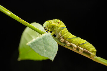 Papilio xuthus larva in the wild state