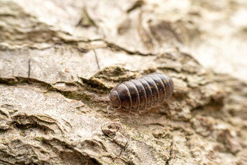 pillworm in the wild state