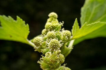 XanThium sibiricum in the wild state