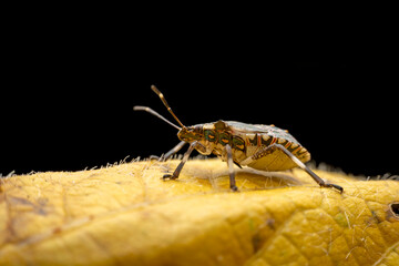 Halyomorpha halys in the wild state