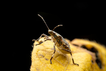 Halyomorpha halys in the wild state