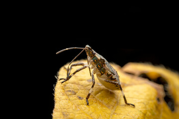 Halyomorpha halys in the wild state