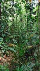Obraz premium La luxuriante foret tropicale