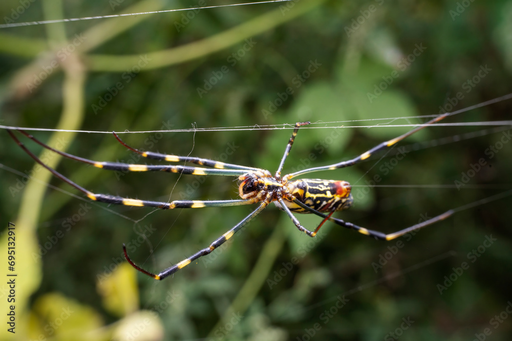 Poster spider in the wild state