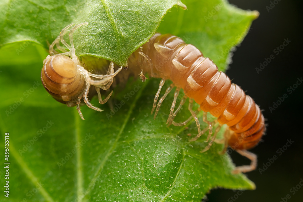 Wall mural millipede in the wild state