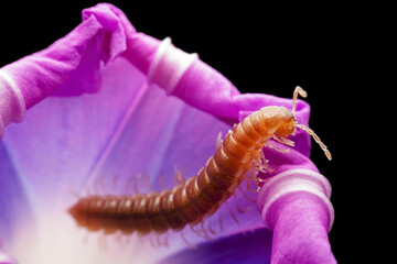 millipede in the wild state