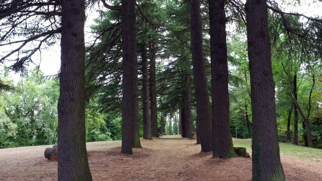 flying through a forest of fir trees: A serene path winding through a dense grove of tall evergreen fir trees in a lush summer forest