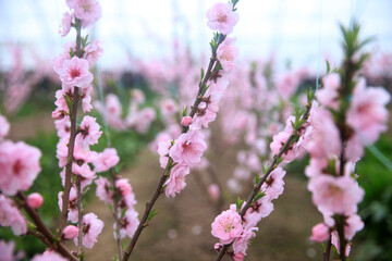 The peach trees in the greenhouse are in blossom