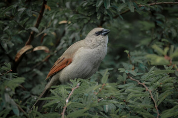 A Grayish Baywing (Agelaioides badius, asa-de-telha) among tree leaves