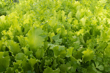 Background from green lettuce leaves and dill. Young leaf vegetables growing. Salad plant and fennel for poster, calendar, post, screensaver, wallpaper, postcard, website. High quality photo