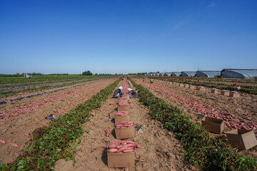 Farmers packed sweet potatoes for export in the fields, North China